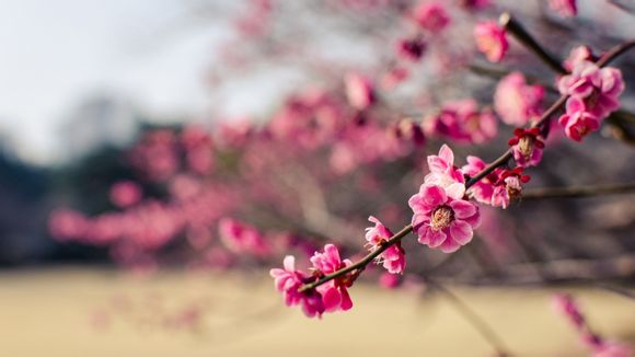 开斯巴鲁丢人吗，开斯巴鲁有面子吗